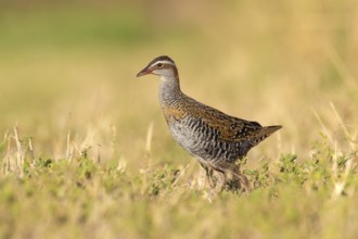 Buff-banded Rail (Gallirallus philippensis) female, Victoria, Australia