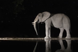 African elephant (Loxodonta africana) lonely bull drinking at waterhole at night, South Africa