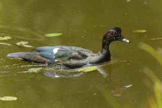 Adulte männliche Moschusente (Cairina moschata)
