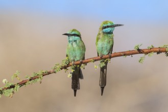 Green Bee-eater (Merops orientalis) pair, Eilat, Israel