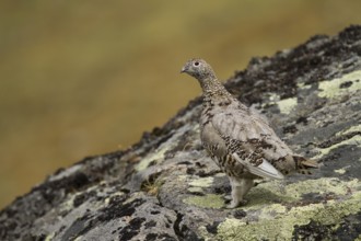 Rock Ptarmigan (Lagopus muta) female, Tyrol, Austria