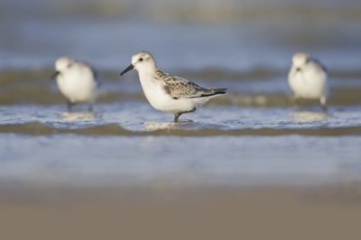Sanderling (Calidris alba), Donna Nook Nature Reserve Norfolk, United Kingdom