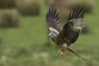 Red Kite (Milvus milvus) flying, United Kingdom