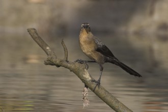 Common Grackle (Quiscalus quiscula), Costa Rica