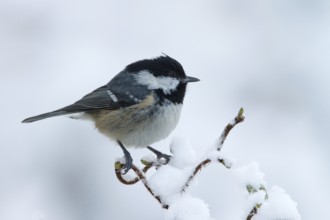 Coal Tit (Periparus ater), Utrecht, Netherlands