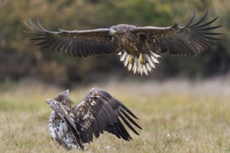 White-tailed Eagle (Haliaeetus albicilla) flying, Kutno, Poland