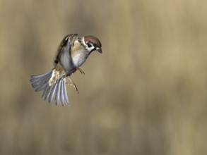 Eurasian Tree Sparrow (Passer montanus) flying, Utrecht, Netherlands