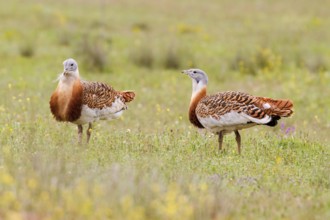 Great Bustard (Otis tarda), Castile, Spain