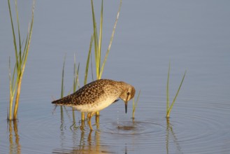 Wood Sandpiper (Tringa glareola), Mallorca, Spain