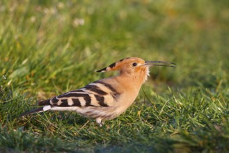 Eurasian Hoopoe (Upupa epops), Hungary