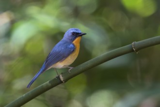Hill Blue Flycatcher (Cyornis banyumas) male, Doi Ang Khang, Thailand