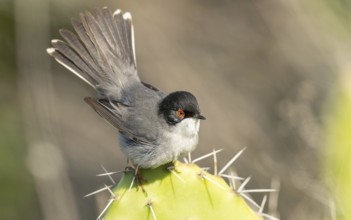 Samtkopf-Grasmücke (Sylvia melanocephala)
