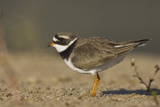 Common Ringed Plover (Charadrius hiaticula) foraging, North Rhine-Westphalia, Germany