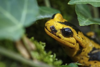 Fire Salamander (Salamandra salamandra bernardezi), endemic subspecies of a few points in north