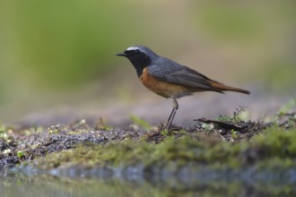 Common Redstart (Phoenicurus phoenicurus) male at a waterhole, Netherlands
