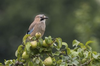 A jay (Garrulus glandarius) sits quietly on a branch of a pear tree and observes the surroundings,