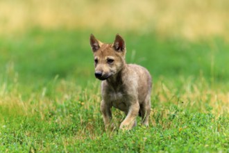 An attentive wolf pup standing on green grass, Timberwolf, wolf, American wolf, (Canis lupus
