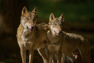 Two wolves in the sunlight in a dense forest, Wolf (Canis Lupus), Germany