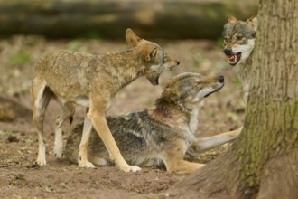 Wolf (Canis lupus), two standing wolves communicating aggressively with a sitting wolf, Germany