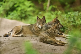Wolf (Canis lupus), three wolves lying on a sand hill in a dense forest, Germany