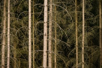 Dense coniferous forest with dried trees and branches in shades of brown, Odenwald, Hesse, Germany