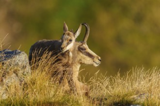 Pair of chamois sitting next to each other and looking into the distance, chamois, chamois,