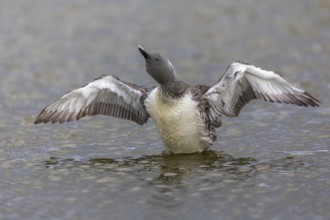 Red-throated diver (Gavia stellata) Feather care on the water, Aventdalen, Longyearbyen,