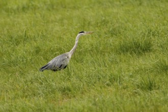 Grey heron (Ardea cinerea), Vulkaneifel, Rhineland-Palatinate, Germany