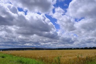 Cornfields, near Elz Castle, Rhineland-Palatinate, Germany