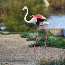 Pink flamingo (Phoenicopterus roseus) at the pond, shore, Pont de Gau bird park,