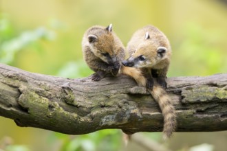 South American coati (Nasua nasua) youngsters on an old tree trunk, captive, Zoo Augsburg