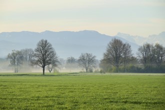 Meadows and trees in the early morning mist, Reuss valley, Aristau, Freiamt, Canton Aargau,