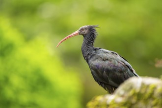 Northern bald ibis (Geronticus eremita) sitting on a rock, Bavaria, Germany