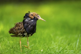 Ruff (Calidris pugnax) male standing on a meadow, captive, Zoo Augsburg, Germany