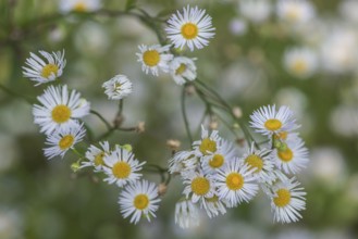 Annual fireweed (Erigeron annuus), Emsland, Lower Saxony, Germany