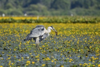 Grey heron (Ardea cinerea) amidst flowering sea pots (Nymphoides peltata) Hungary
