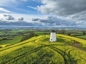 Rapeseed fields and Farms over Devon Windmill from a drone, Torquay, Devon, England, United Kingdom