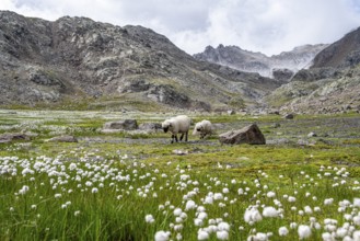 Two Valais Blacknose sheep (Ovis gmelini aries), in meadow with flowering white cotton grass, high