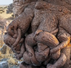 Detail, Roots of an African baobab or baobab tree (Adansonia digitata), Dry landscape, Kubu Island