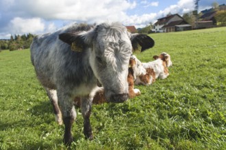 Young calves on the pasture, a grey-coloured calf looks into the camera, Weitnau, Allgäu, Bavaria,
