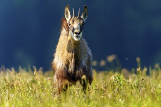 A single chamois looks directly into the camera, surrounded by meadow, chamois, chamois, (Rupicapra