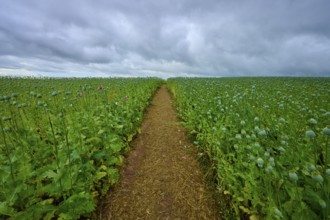 Opium poppy field (Papaver somniferum), with green poppy capsules and footpath, summer, Germerode,