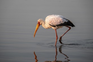 Glutton (Mycteria ibis) foraging in the water, in the morning light, with reflection, Sunset Dam,