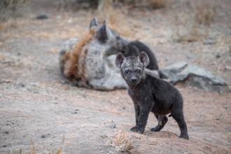 Spotted hyena (Crocuta crocuta), male young, Kruger National Park, South Africa