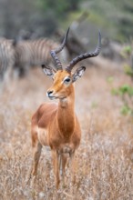 Impala (Aepyceros melampus), adult male in dry grass, Black Heeler Antelope, Kruger National Park,