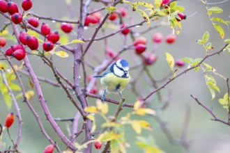 Blue tit (Parus caeruleus) Germany