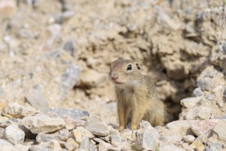 A young European ground squirrel (Spermophilus citellus) or European souslik stands on a gravel