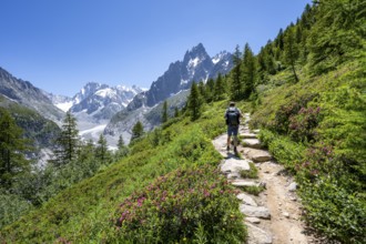 Picturesque mountain landscape with blooming alpine roses, imposing mountain peaks and glaciers,