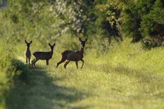 Leading... Roe deer (Capreolus capreolus), female roe deer, doe with two young, fawns in midsummer