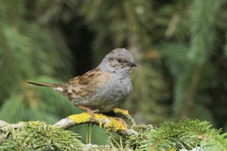 A dunnock (Prunella modularis) sitting on a branch covered with lichen against a green background,